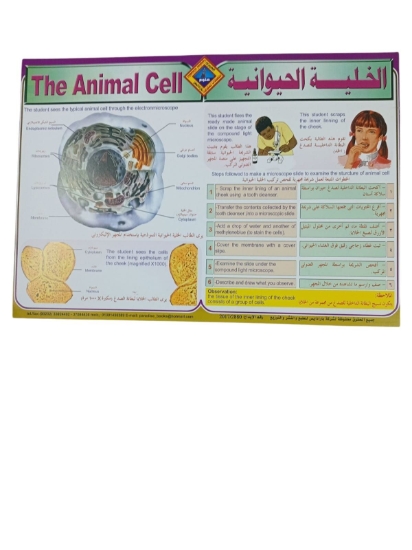 Imagen de Póster Educativo Célula Animal, Tamaño 50 × 70 cm - Paradis