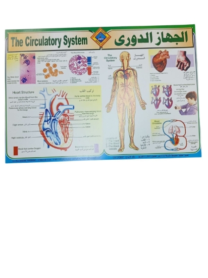 Imagen de Póster Educativo Sistema Circulatorio, Tamaño 50 × 70 cm – Paradis
